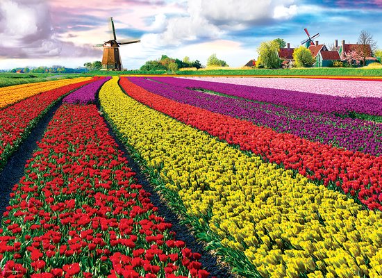 Eurographics Puzzel - Tulip Fields - 1000 stukjes