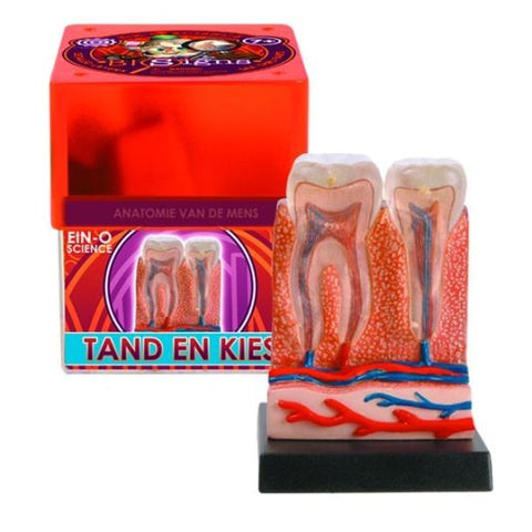 Ein-O anatomie van de mens Tand en kies