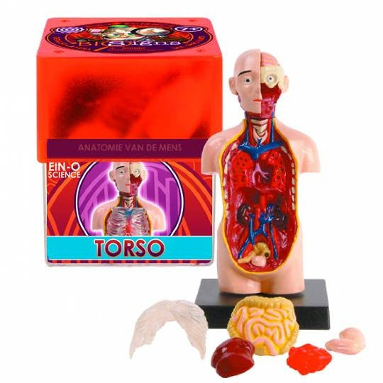 Ein-O anatomie van de mens Torso met hoofd