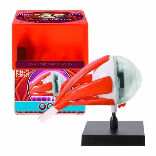 Ein-O anatomie van de mens OOG