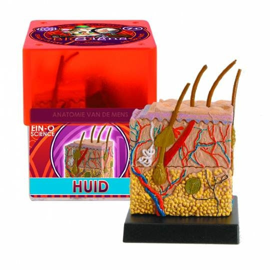 Ein-O anatomie van de mens HUID